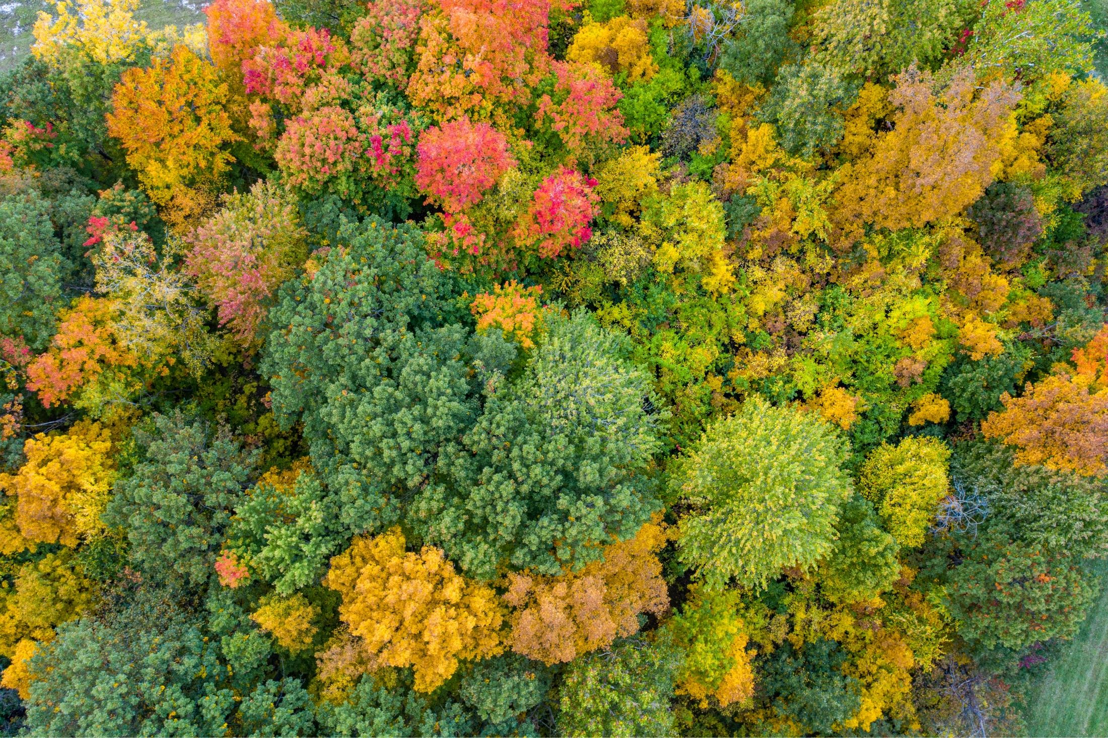 Sterling Heights Classic Car Show - Cars, Bikes & Guitars