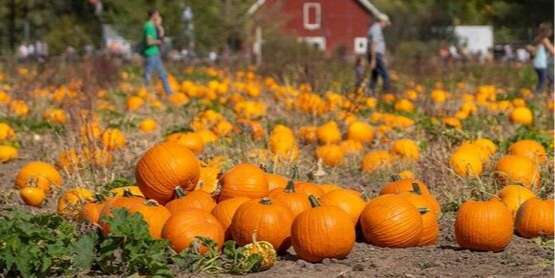 Iroquois County Harvest Daze Car Show