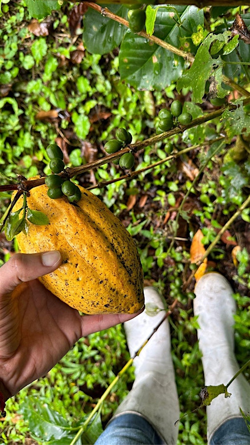 Oro Chocolate and Coffee Behind-The-Scenes Tour