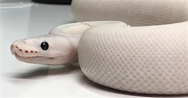 Nebraska Reptile Breeder Expo