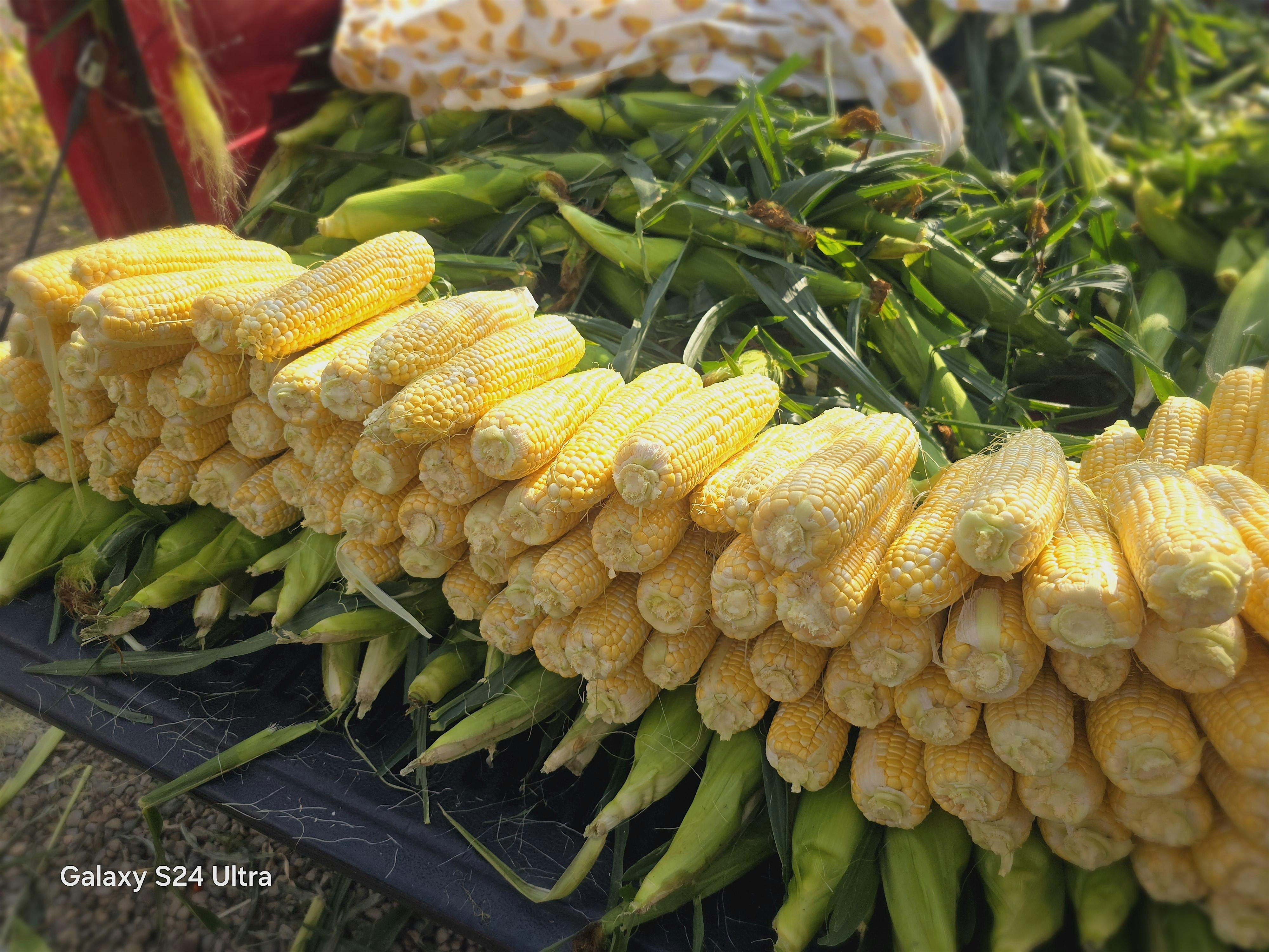 A Taste of Summer Annual Craft Show and Vendor Fair