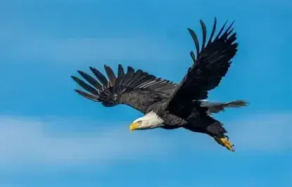 Countryside Eagles #4286 Annual Crusin Car show